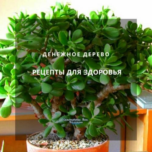 Денежное дерево - рецепты для здоровья.
