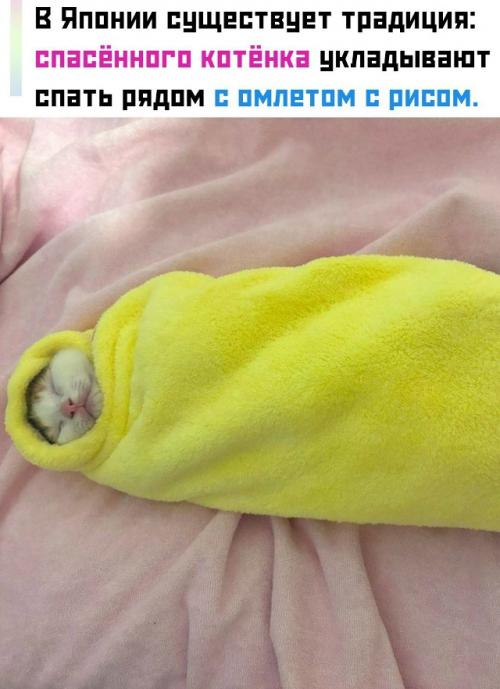 Его заворачивают в жёлтое полотенце, и это считается символом здоровья и силы. 
