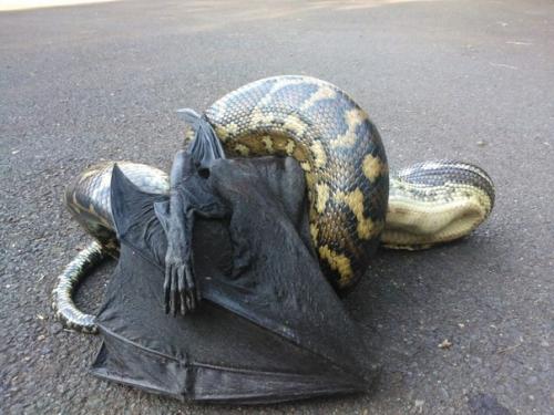 Австралия - место, где дьявол держит своих питомцев. 05