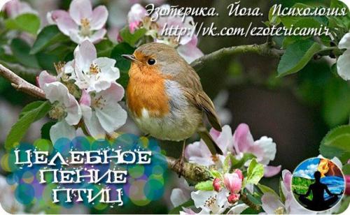 Целебное пение птиц.