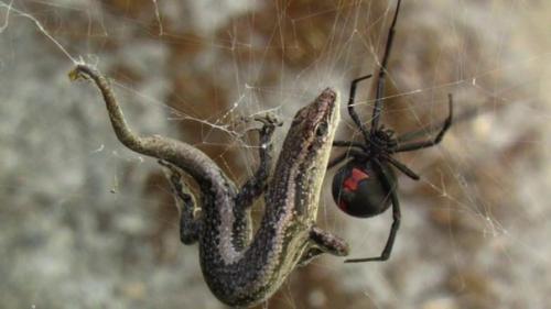 Австралия - место, где дьявол держит своих питомцев. 02